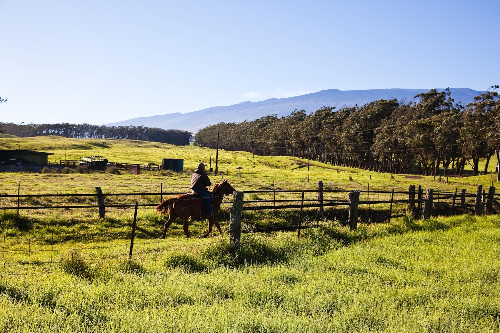 Horseback Riding on the Island of Hawaii Go Hawaii